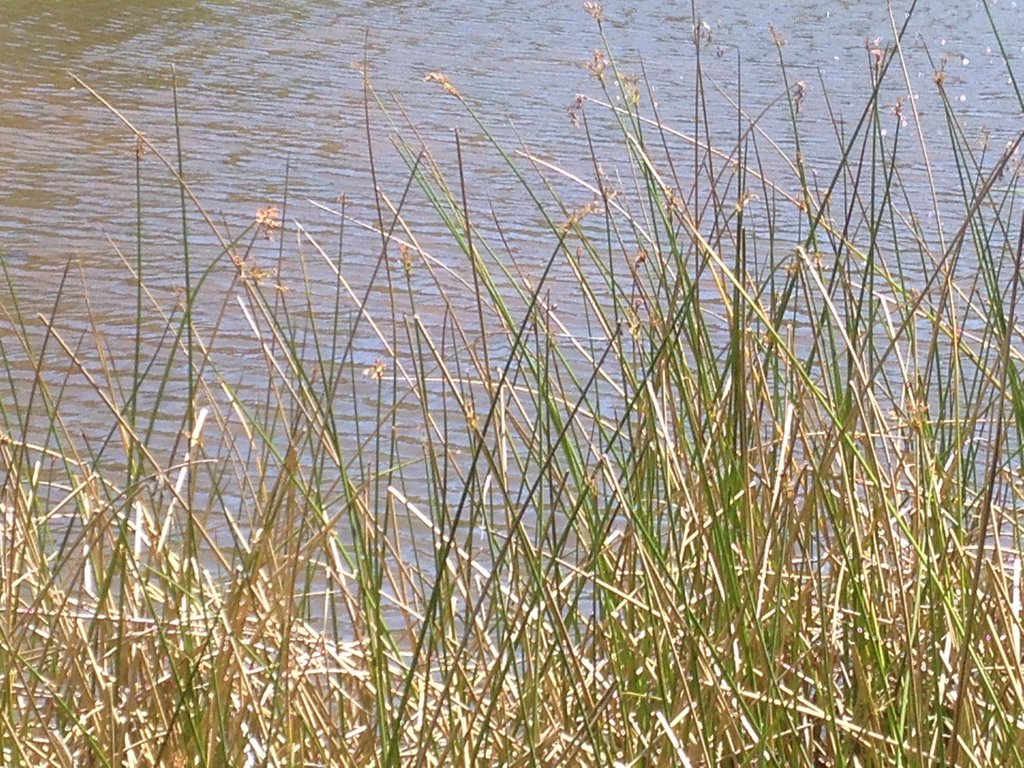 common tule from Tomales Bay State Park, Inverness, CA, US on May 1 ...