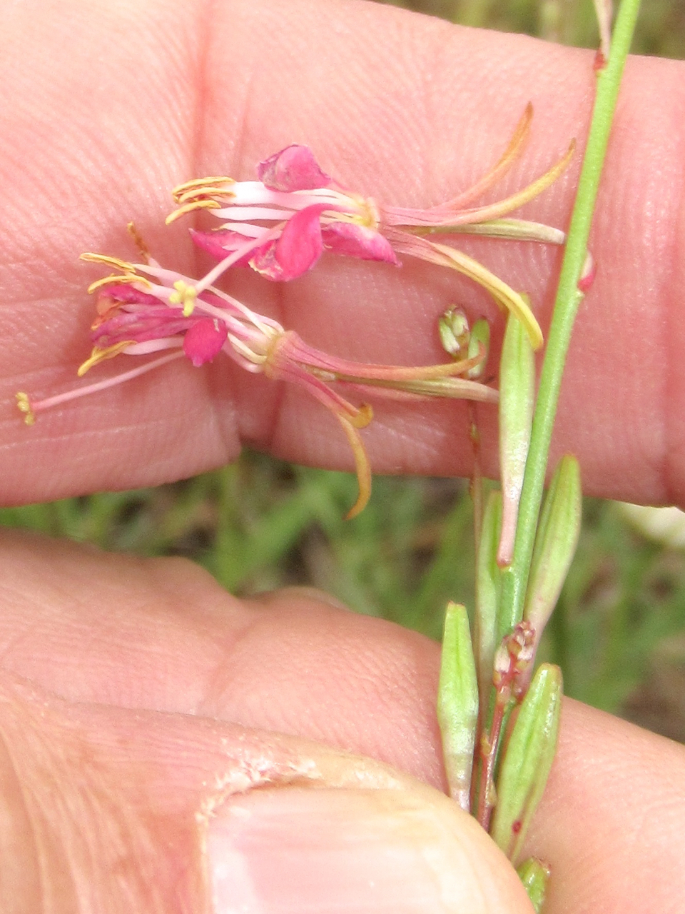 Oenothera mckelveyae