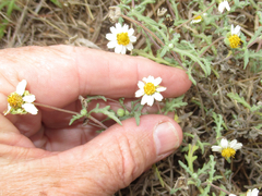 Melampodium cinereum