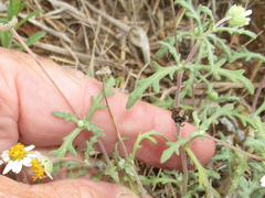 Melampodium cinereum
