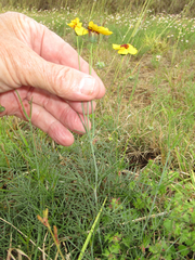 Thelesperma ambiguum