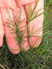 Thelesperma ambiguum