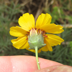Thelesperma ambiguum