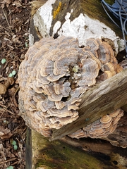 Trametes versicolor image