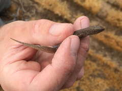 Xantusia vigilis