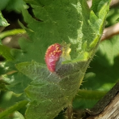 Puccinia urticata