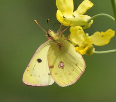 Colias hyale