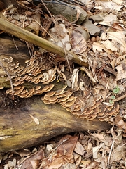 Trametes versicolor image