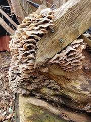 Trametes versicolor image