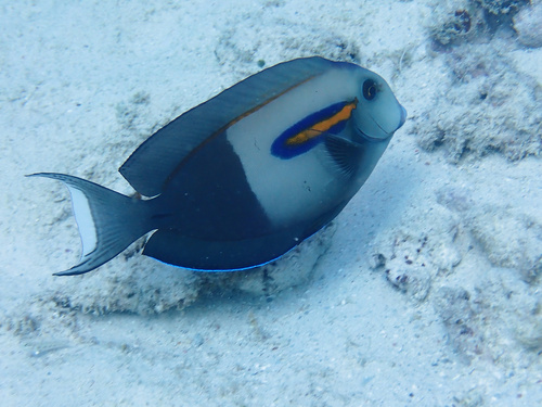 Gendarme fish (Acanthurus olivaceus) — Acanthuridae