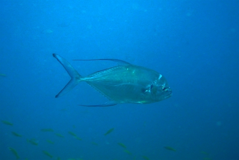 Longfin Trevally