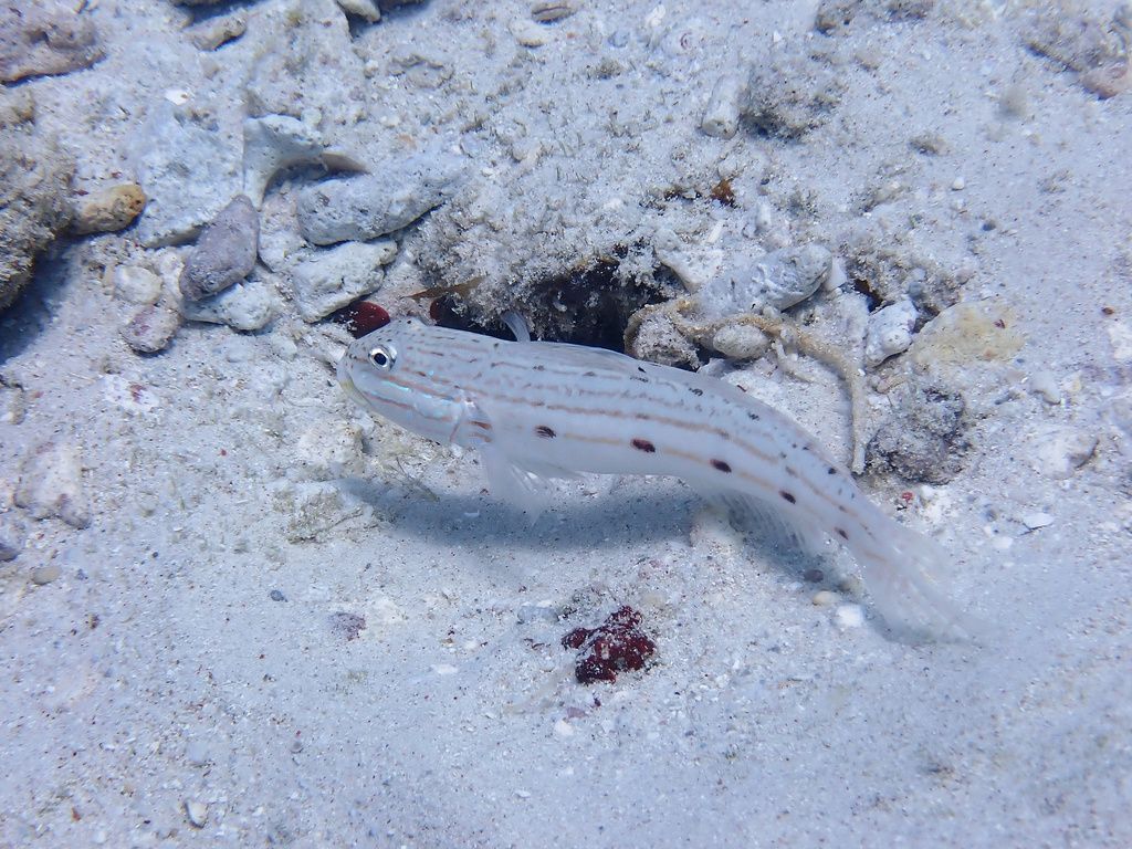 Longfinned sleeper goby (Valenciennea longipinnis) — Gobiidae