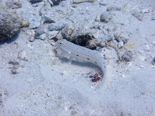 Longfinned sleeper goby (Valenciennea longipinnis) — Gobiidae