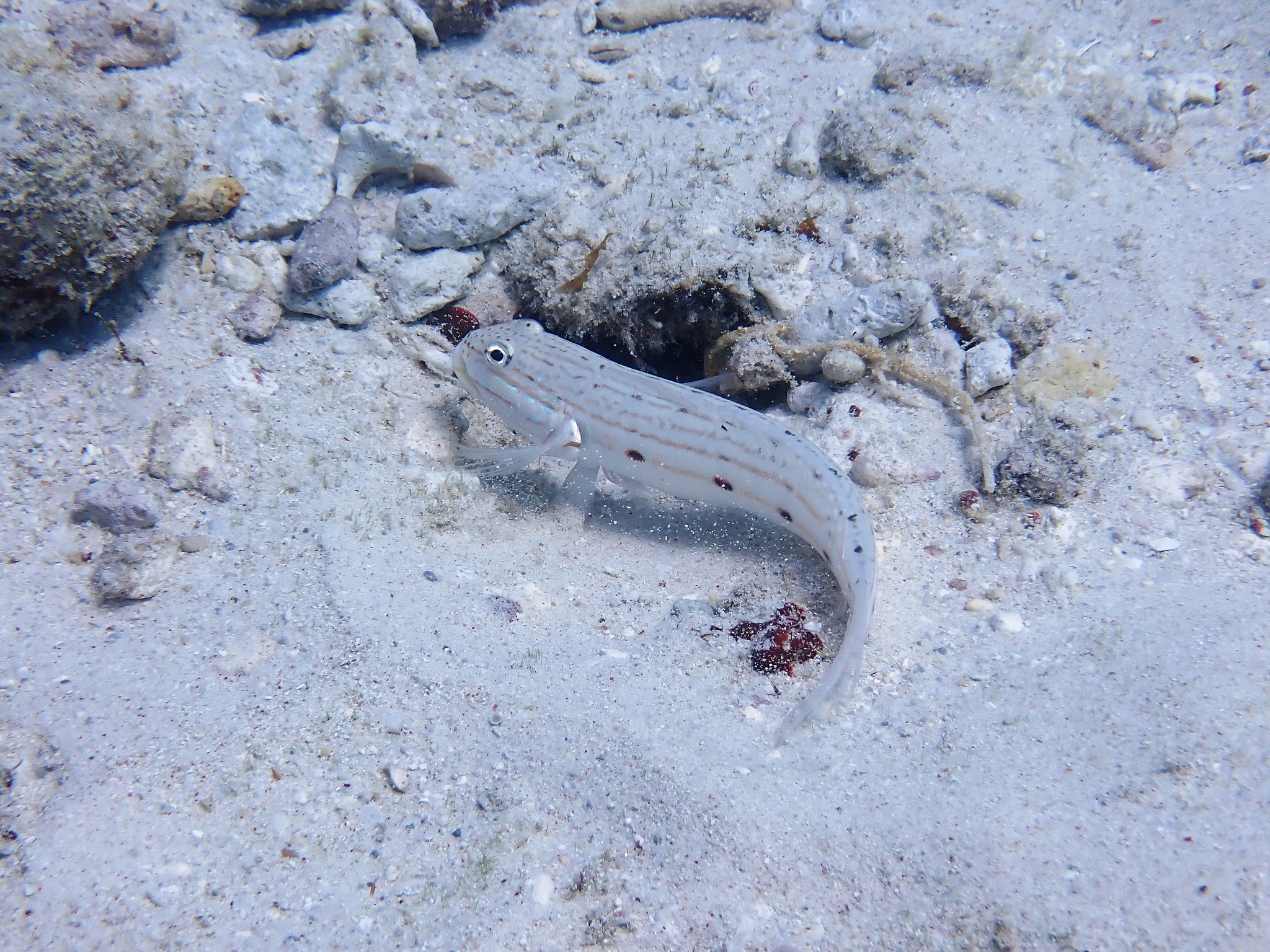 長鰭范氏鰕虎(長鰭凡塘鱧) Valenciennea longipinnis