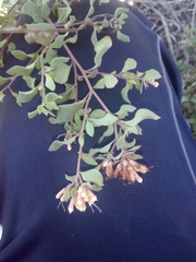 Salpianthus arenarius