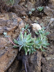 Dudleya greenei