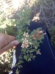 Salpianthus arenarius