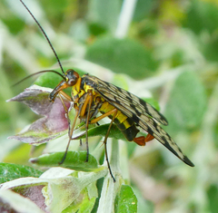 Panorpa meridionalis