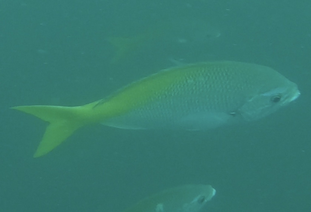 Red-bellied Fusilier