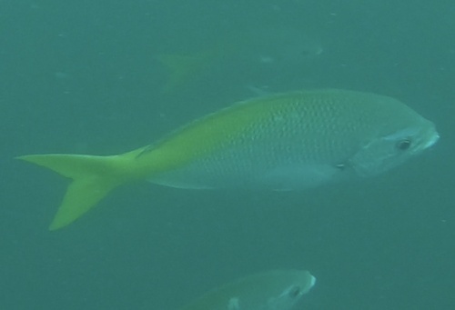Yellowtail Fusilier — seen at this dive site