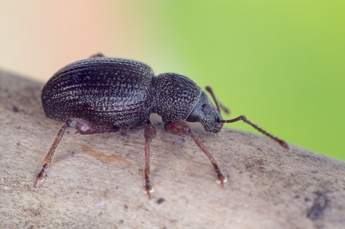 Strawberry Root Weevil