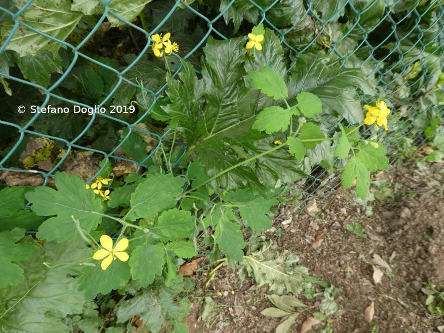 Greater celandine
