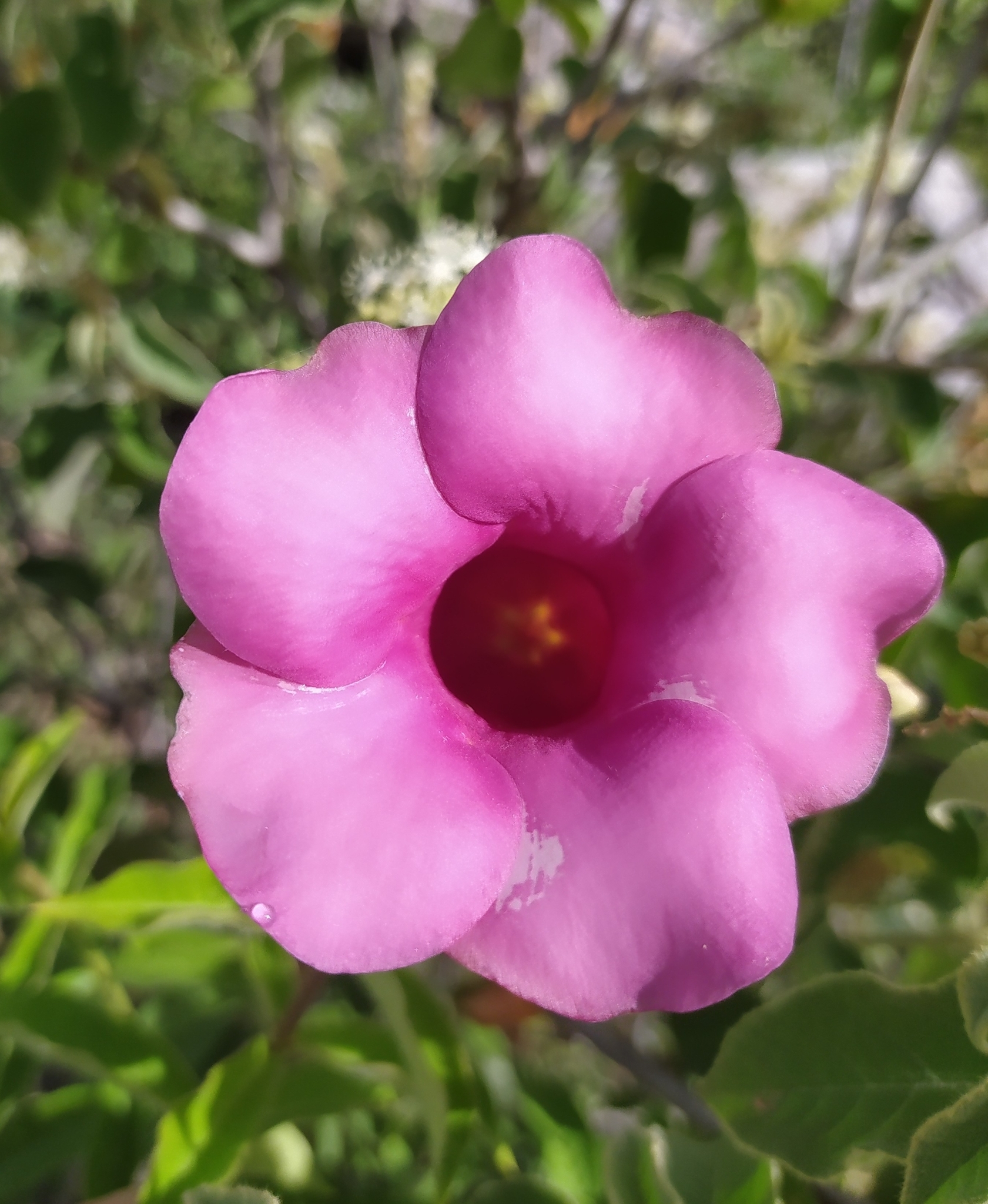 Allamanda blanchetii