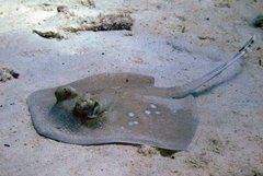 Malacca Bluespotted Maskray photo 3
