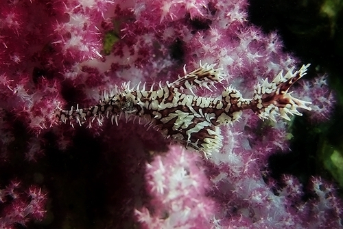 Ornate Ghostpipefish — seen at this dive site