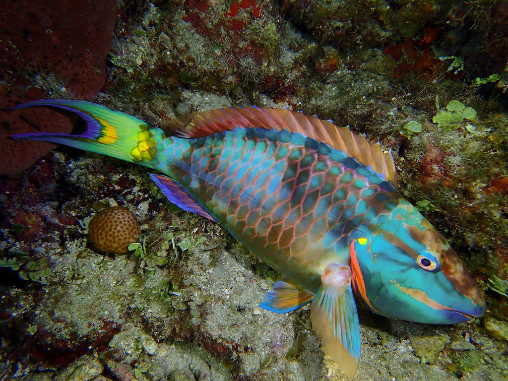 Photo of Stoplight parrotfish (Sparisoma viride)