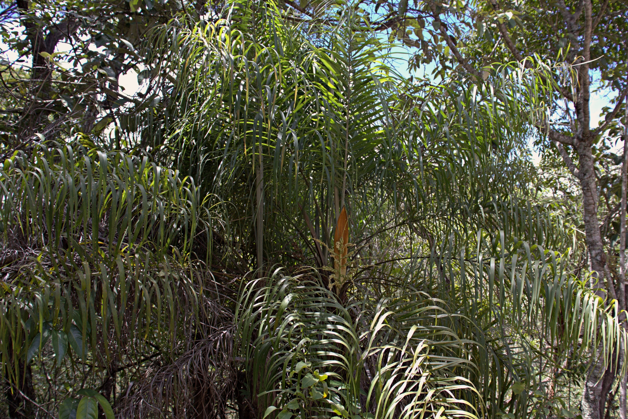 Imagem de Syagrus flexuosa (Mart.) Becc.