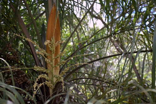 Syagrus flexuosa