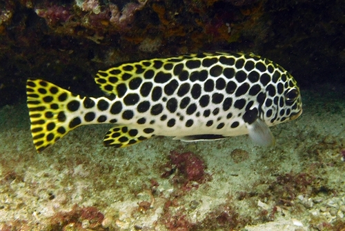 Largespot sweetlips (Plectorhinchus macrospilus) — Haemulidae — 5