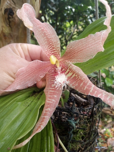 Paphinia herrerae
