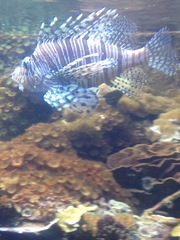 Pterois