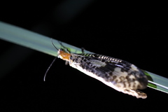 Neochauliodes sinensis