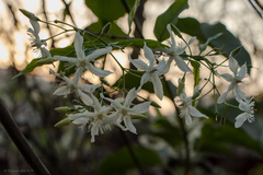 Wrightia tinctoria