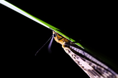 Neochauliodes sinensis