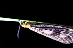 Neochauliodes sinensis