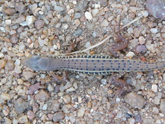 Gerrhosaurus nigrolineatus