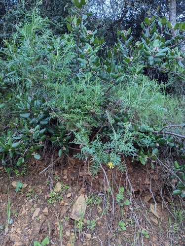 Image of Senecio lyonii by (c) Aaron Kreisberg, some rights reserved (CC BY)