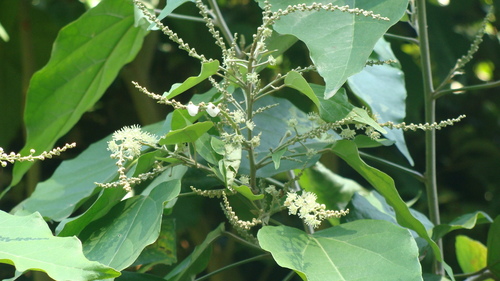 Croton reflexifolius