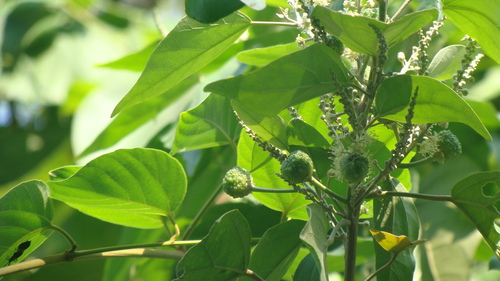 Croton reflexifolius