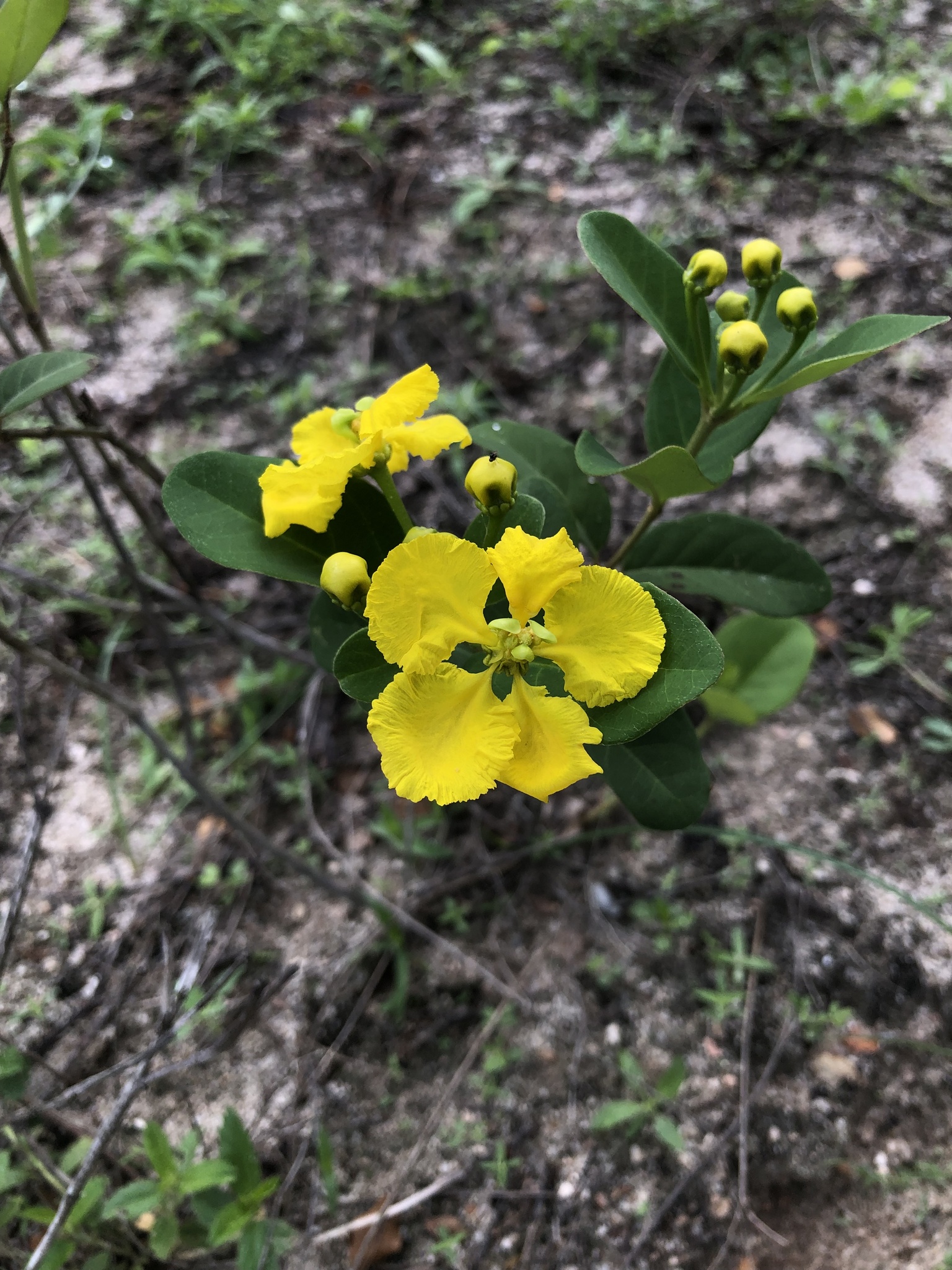 Stigmaphyllon paralias
