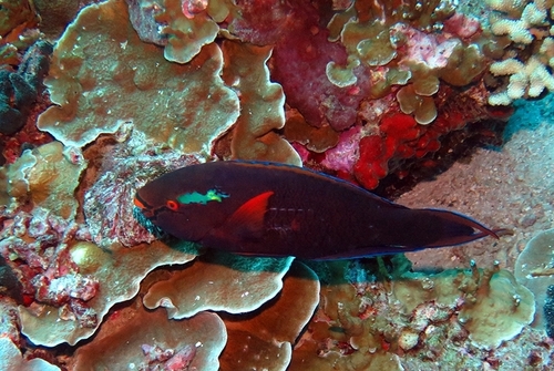 Swarthy Parrotfish — seen at this dive site