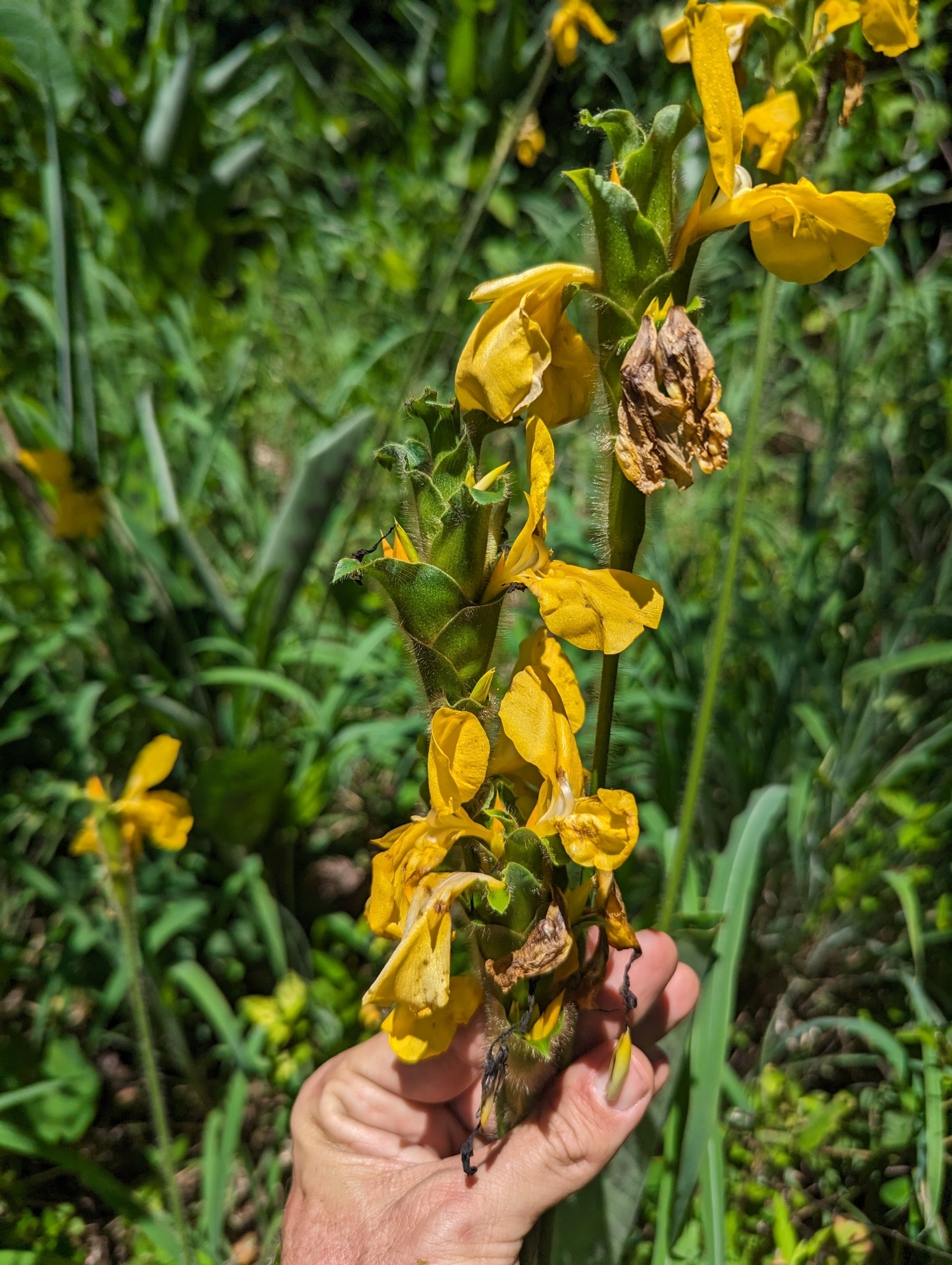 Goeppertia villosa