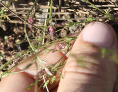 Ravenella angustiflora