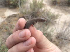 Xantusia vigilis