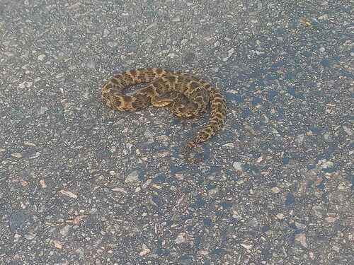 False Fer-de-lance, Xenodon rabdocephalus