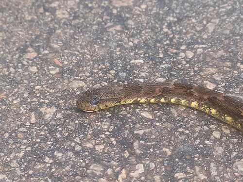 False Fer-de-lance
